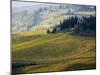 Italy, Tuscany, Chianti, Autumn Vineyard Rows-Terry Eggers-Mounted Photographic Print