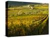 Italy, Tuscany, Chianti, Autumn Vineyard Rows-Terry Eggers-Stretched Canvas