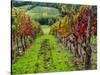 Italy, Tuscany, Chianti, Autumn Vineyard Rows-Terry Eggers-Stretched Canvas