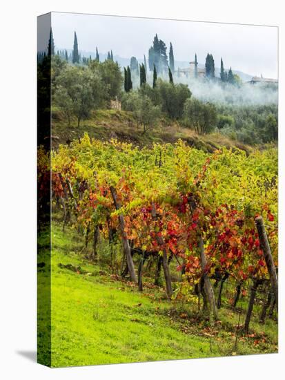 Italy, Tuscany, Chianti, Autumn Vineyard Rows-Terry Eggers-Stretched Canvas