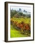 Italy, Tuscany, Chianti, Autumn Vineyard Rows-Terry Eggers-Framed Photographic Print