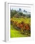 Italy, Tuscany, Chianti, Autumn Vineyard Rows-Terry Eggers-Framed Photographic Print