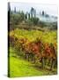 Italy, Tuscany, Chianti, Autumn Vineyard Rows-Terry Eggers-Stretched Canvas