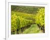 Italy, Tuscany, Chianti, Autumn Vineyard Rows-Terry Eggers-Framed Photographic Print