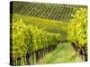 Italy, Tuscany, Chianti, Autumn Vineyard Rows-Terry Eggers-Stretched Canvas
