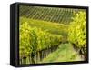 Italy, Tuscany, Chianti, Autumn Vineyard Rows-Terry Eggers-Framed Stretched Canvas