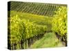 Italy, Tuscany, Chianti, Autumn Vineyard Rows-Terry Eggers-Stretched Canvas