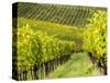 Italy, Tuscany, Chianti, Autumn Vineyard Rows-Terry Eggers-Stretched Canvas