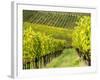 Italy, Tuscany, Chianti, Autumn Vineyard Rows-Terry Eggers-Framed Photographic Print