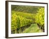 Italy, Tuscany, Chianti, Autumn Vineyard Rows-Terry Eggers-Framed Photographic Print