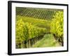 Italy, Tuscany, Chianti, Autumn Vineyard Rows-Terry Eggers-Framed Photographic Print