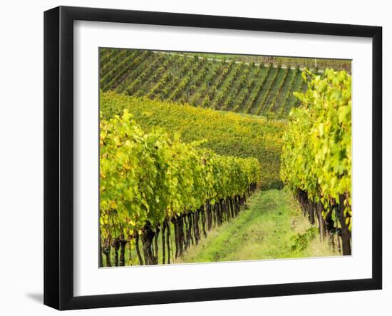 Italy, Tuscany, Chianti, Autumn Vineyard Rows-Terry Eggers-Framed Photographic Print