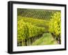 Italy, Tuscany, Chianti, Autumn Vineyard Rows-Terry Eggers-Framed Photographic Print