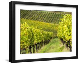 Italy, Tuscany, Chianti, Autumn Vineyard Rows-Terry Eggers-Framed Photographic Print