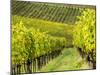 Italy, Tuscany, Chianti, Autumn Vineyard Rows-Terry Eggers-Mounted Photographic Print