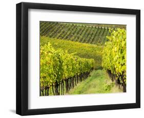 Italy, Tuscany, Chianti, Autumn Vineyard Rows-Terry Eggers-Framed Photographic Print