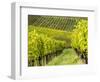 Italy, Tuscany, Chianti, Autumn Vineyard Rows-Terry Eggers-Framed Photographic Print