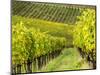 Italy, Tuscany, Chianti, Autumn Vineyard Rows-Terry Eggers-Mounted Photographic Print