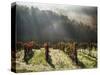 Italy, Tuscany, Chianti, Autumn Vineyard with Bright Color and Foggy Morning-Terry Eggers-Stretched Canvas