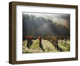 Italy, Tuscany, Chianti, Autumn Vineyard with Bright Color and Foggy Morning-Terry Eggers-Framed Photographic Print