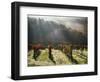 Italy, Tuscany, Chianti, Autumn Vineyard with Bright Color and Foggy Morning-Terry Eggers-Framed Photographic Print