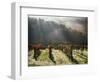 Italy, Tuscany, Chianti, Autumn Vineyard with Bright Color and Foggy Morning-Terry Eggers-Framed Photographic Print