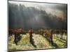 Italy, Tuscany, Chianti, Autumn Vineyard with Bright Color and Foggy Morning-Terry Eggers-Mounted Photographic Print
