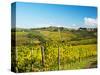 Italy, Tuscany, Chianti, Panzano, Autumn Vineyard-Terry Eggers-Stretched Canvas