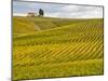 Italy, Tuscany. Colorful vineyard in autumn.-Julie Eggers-Mounted Photographic Print