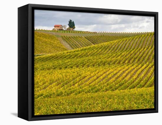 Italy, Tuscany. Colorful vineyard in autumn.-Julie Eggers-Framed Stretched Canvas