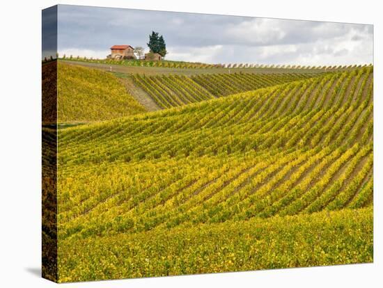 Italy, Tuscany. Colorful vineyard in autumn.-Julie Eggers-Stretched Canvas