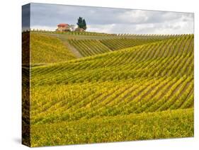 Italy, Tuscany. Colorful vineyard in autumn.-Julie Eggers-Stretched Canvas
