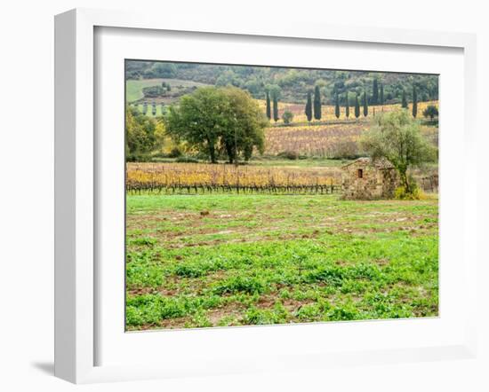 Italy, Tuscany. Colorful vineyard in autumn.-Julie Eggers-Framed Photographic Print