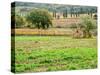 Italy, Tuscany. Colorful vineyard in autumn.-Julie Eggers-Stretched Canvas