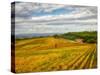 Italy, Tuscany. Colorful vineyard in autumn.-Julie Eggers-Stretched Canvas