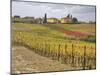 Italy, Tuscany. Colorful vineyard with autumn colors below yellow homes in Tuscany.-Julie Eggers-Mounted Photographic Print