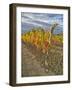 Italy, Tuscany. Colorful vineyards in autumn with blue skies and clouds in the Chianti region-Julie Eggers-Framed Photographic Print