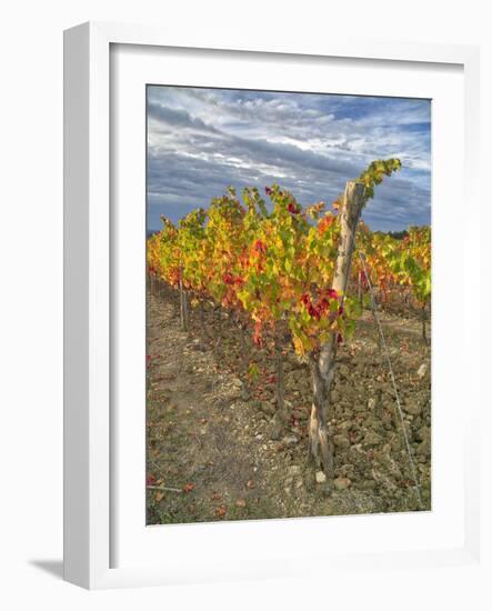 Italy, Tuscany. Colorful vineyards in autumn with blue skies and clouds in the Chianti region-Julie Eggers-Framed Photographic Print