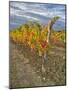 Italy, Tuscany. Colorful vineyards in autumn with blue skies and clouds in the Chianti region-Julie Eggers-Mounted Photographic Print