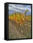 Italy, Tuscany. Colorful vineyards in autumn with blue skies and clouds in the Chianti region-Julie Eggers-Framed Stretched Canvas