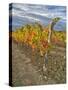 Italy, Tuscany. Colorful vineyards in autumn with blue skies and clouds in the Chianti region-Julie Eggers-Stretched Canvas