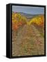 Italy, Tuscany. Colorful vineyards in autumn with blue skies and clouds in the Chianti region-Julie Eggers-Framed Stretched Canvas