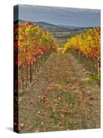 Italy, Tuscany. Colorful vineyards in autumn with blue skies and clouds in the Chianti region-Julie Eggers-Stretched Canvas