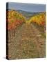 Italy, Tuscany. Colorful vineyards in autumn with blue skies and clouds in the Chianti region-Julie Eggers-Stretched Canvas