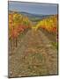Italy, Tuscany. Colorful vineyards in autumn with blue skies and clouds in the Chianti region-Julie Eggers-Mounted Photographic Print