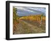 Italy, Tuscany. Colorful vineyards in autumn with blue skies and clouds in the Chianti region-Julie Eggers-Framed Photographic Print