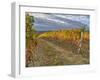 Italy, Tuscany. Colorful vineyards in autumn with blue skies and clouds in the Chianti region-Julie Eggers-Framed Photographic Print