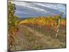 Italy, Tuscany. Colorful vineyards in autumn with blue skies and clouds in the Chianti region-Julie Eggers-Mounted Photographic Print