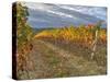 Italy, Tuscany. Colorful vineyards in autumn with blue skies and clouds in the Chianti region-Julie Eggers-Stretched Canvas