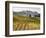 Italy, Tuscany. Colorful Vineyards in Fall in the Val Dorcia-Julie Eggers-Framed Photographic Print